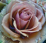 玫瑰花