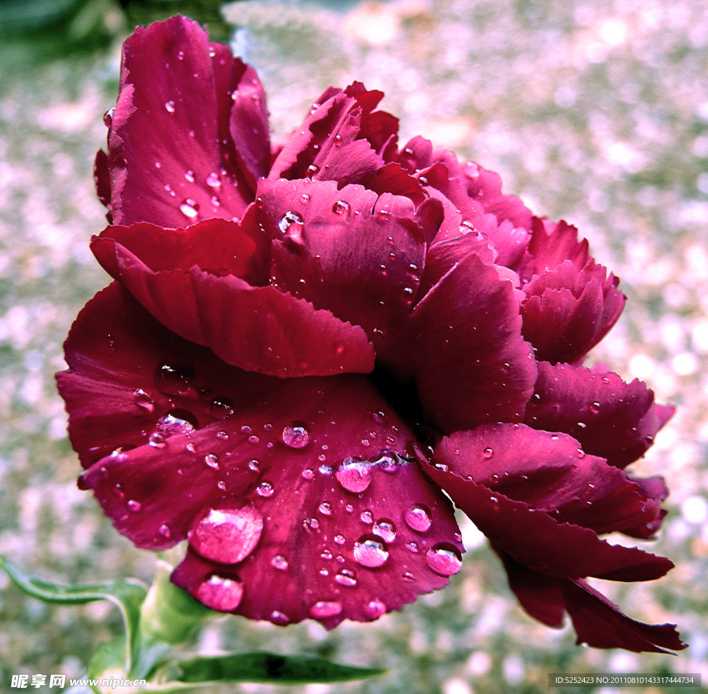红色鲜花