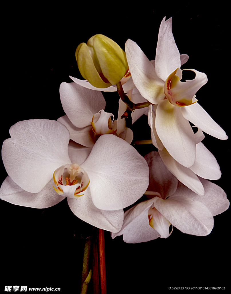 白色花卉