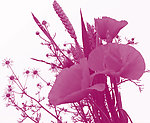 花朵笔刷