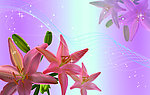 花韵