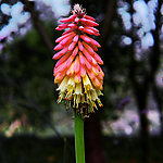 花卉