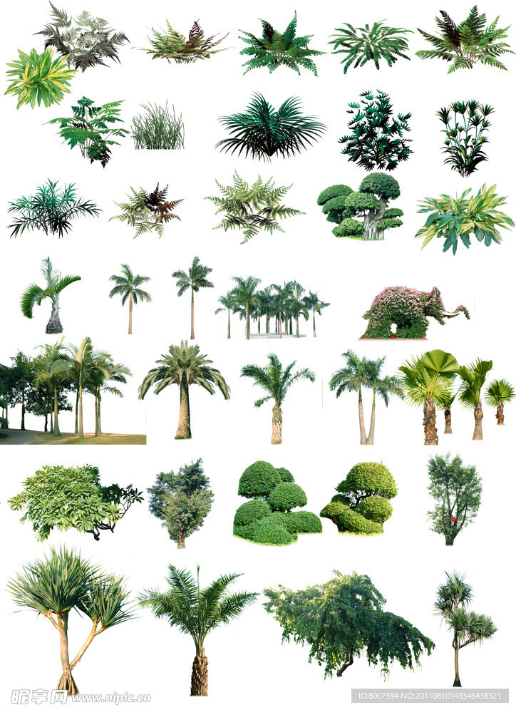 植物