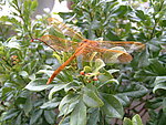 蜻蜓