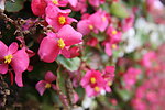花墙