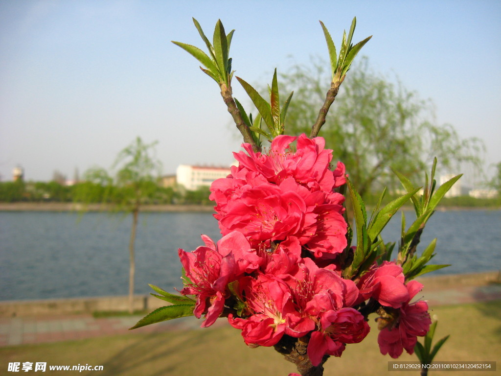 河边桃花