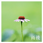 清新雨后花朵