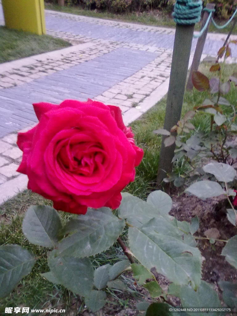 摄影月季