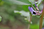 漂亮紫花