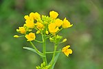 油菜花