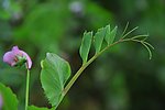紫花绿叶