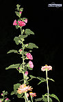 非洲菊