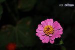 非洲菊
