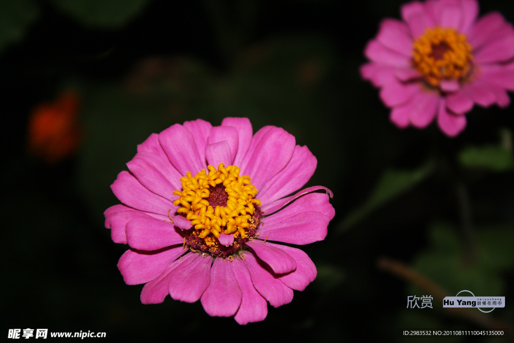 非洲菊