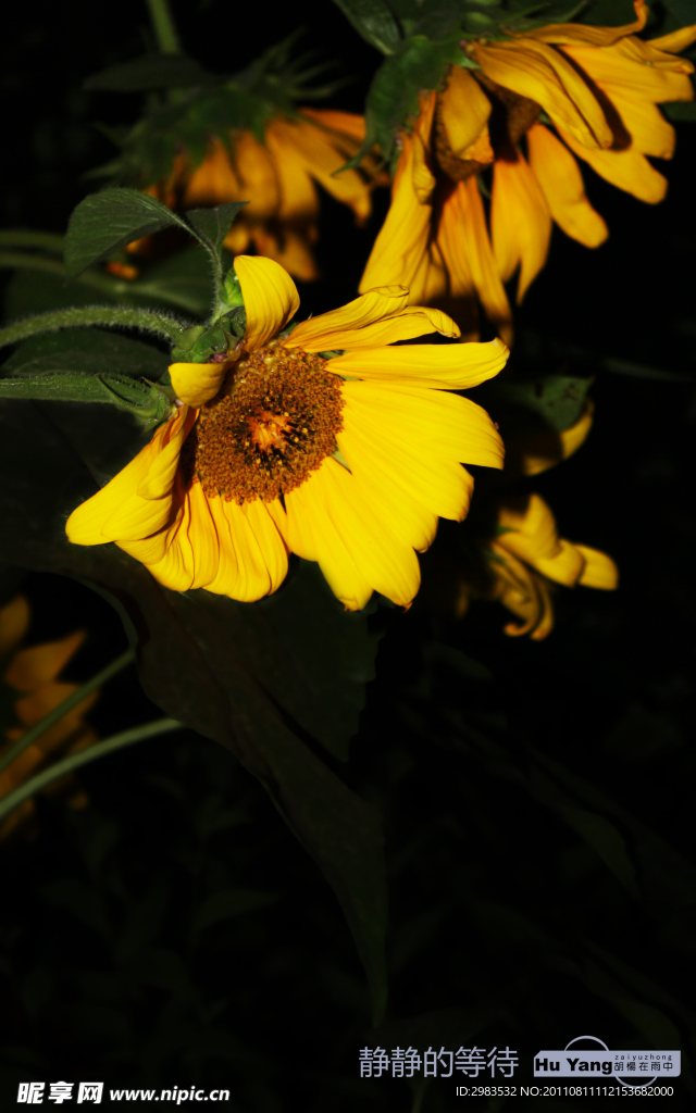 金光菊