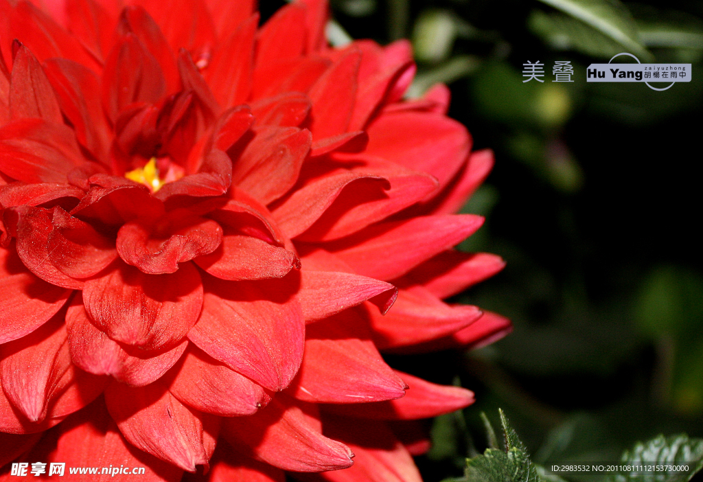 大丽花