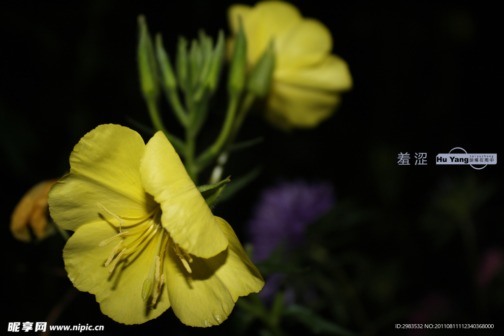 见月草