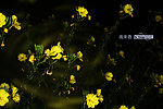 见月草