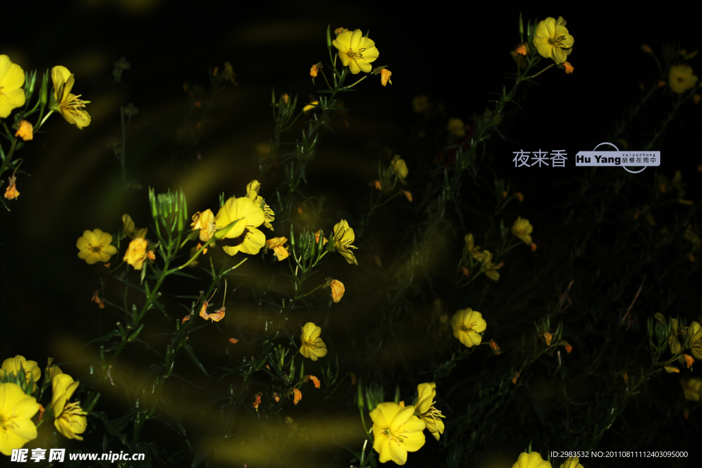 见月草
