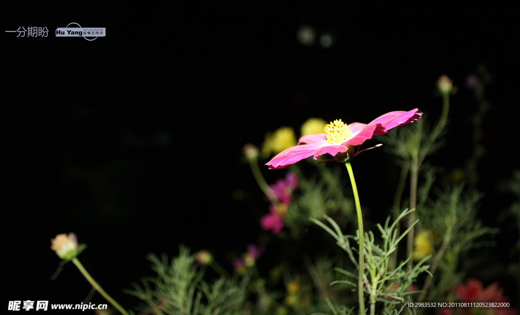 波斯菊