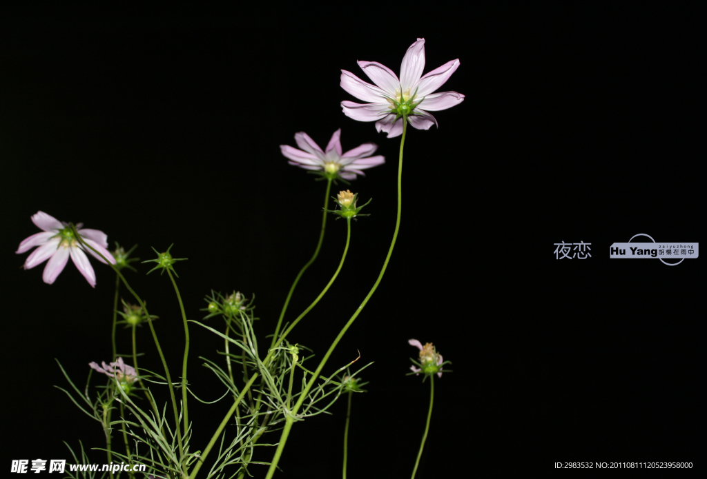 波斯菊