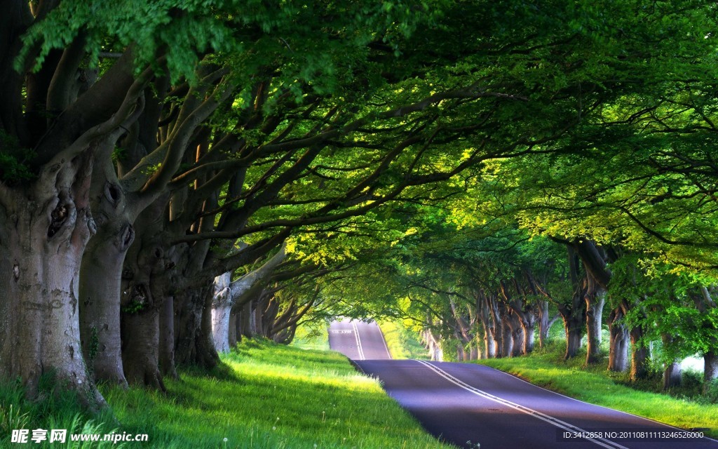 路与树