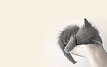 小猫