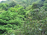 繁茂在森林