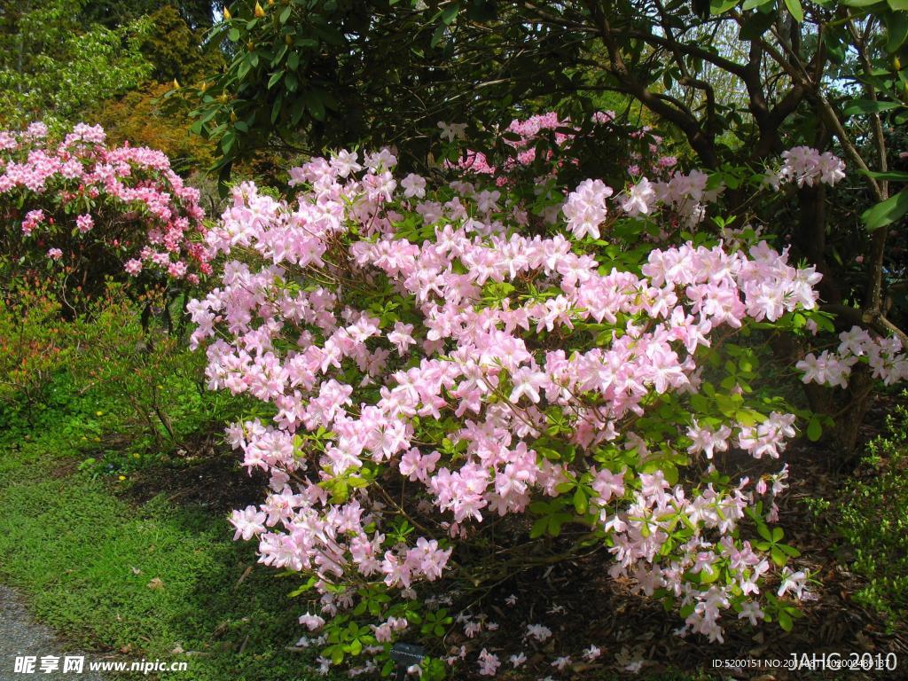 杜鹃花