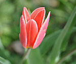 郁金香