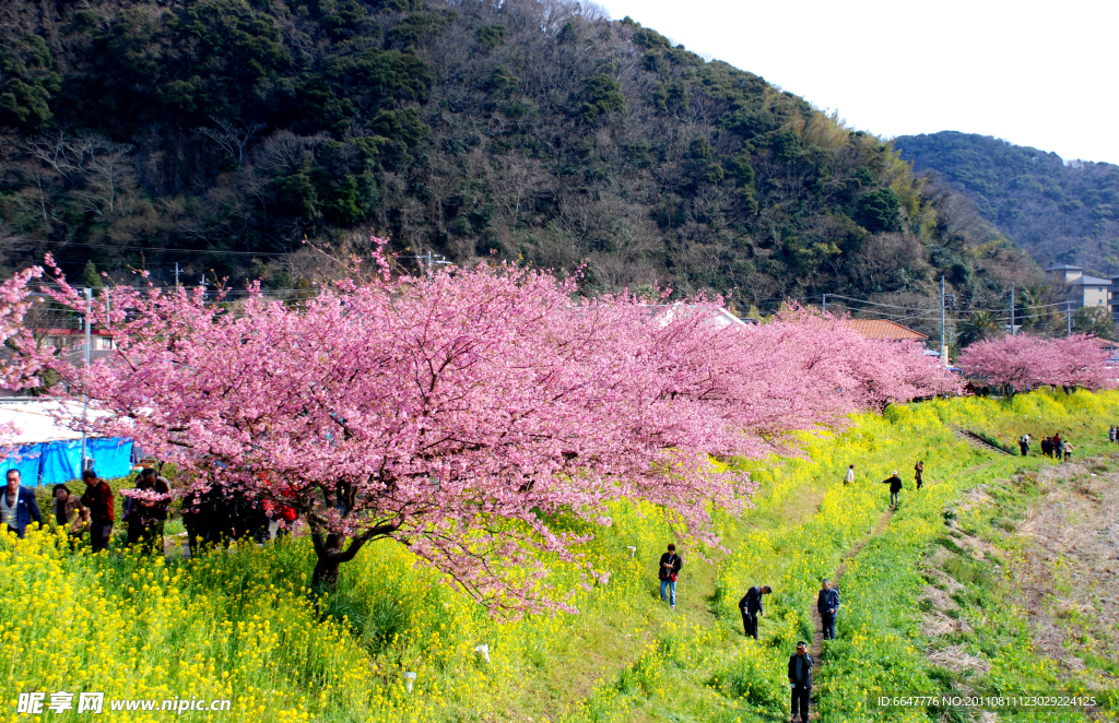 桃花与油菜花