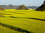 油菜花美景