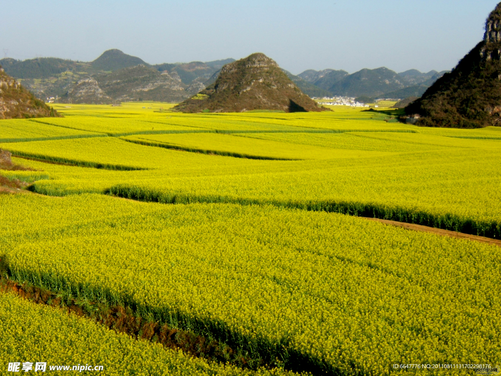 油菜花美景