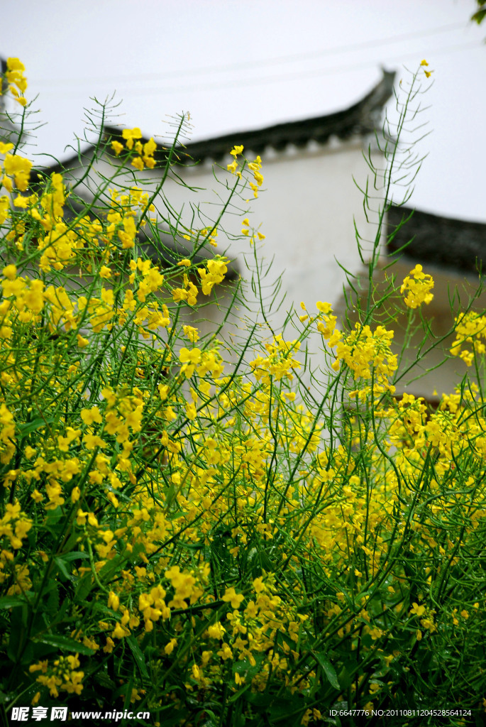油菜花美景