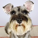 小狗
