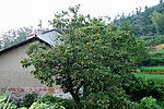 板栗树