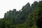 青藤缠树