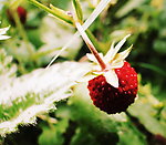 诱人野草莓