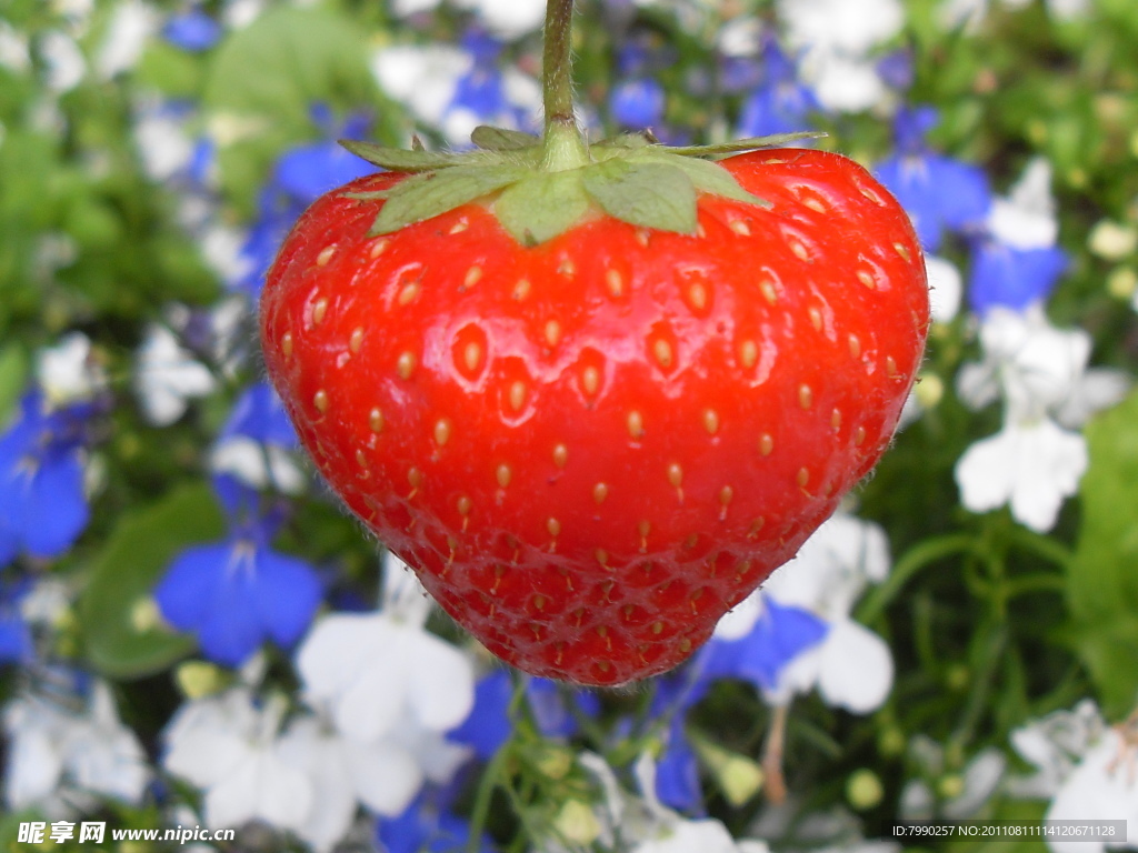 草莓与花