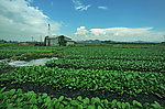 绿色疏菜基地