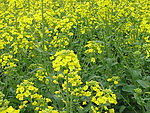 油菜花
