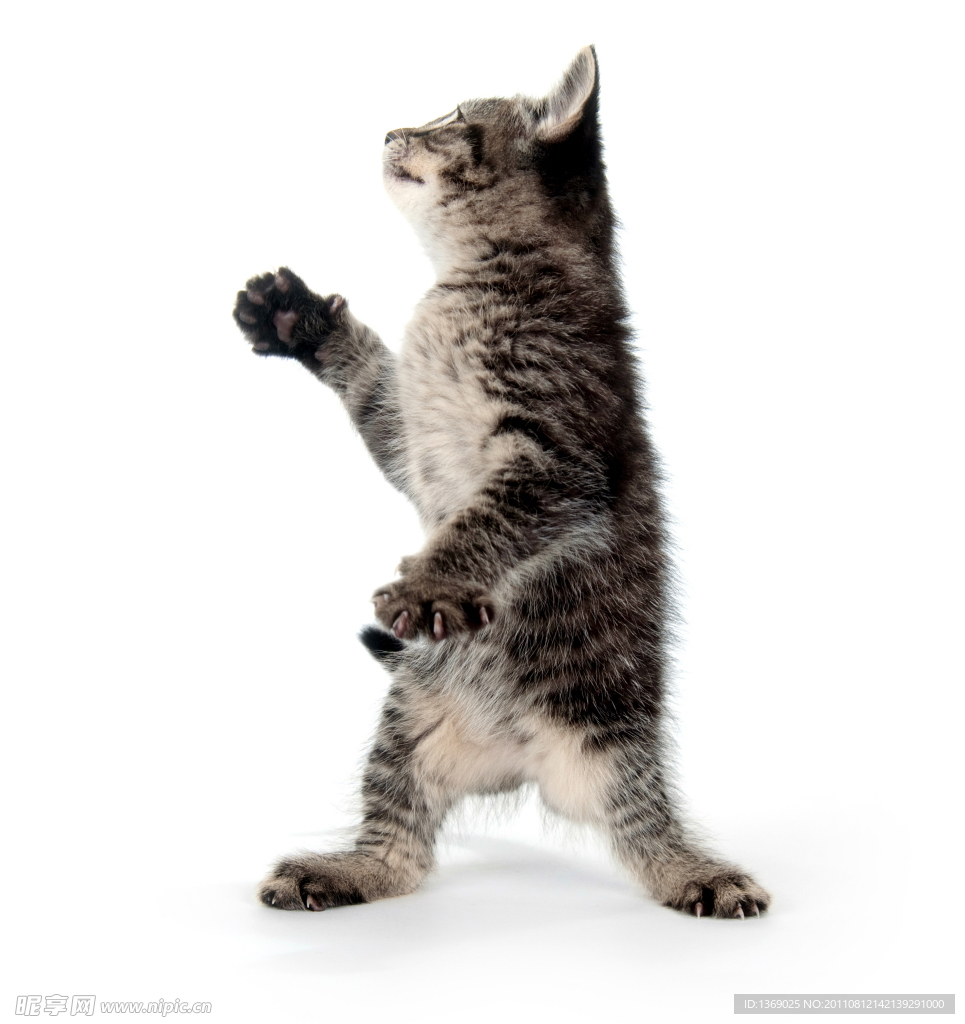 猫咪