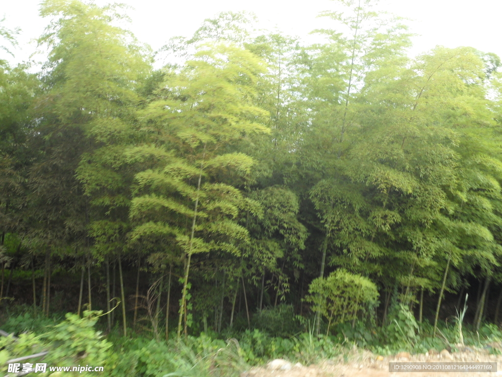 竹林