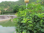 人工湖 植物
