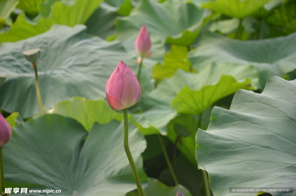 菏花花蕾