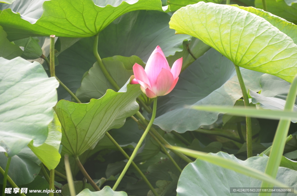 菏花花蕾