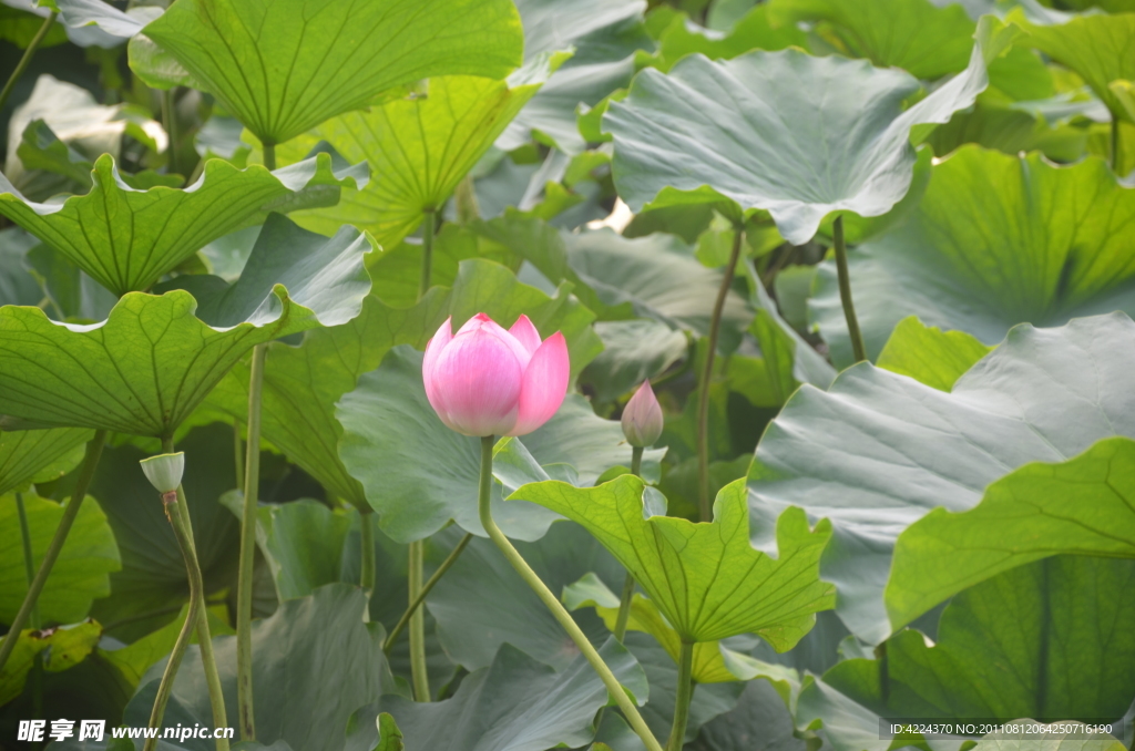 菏花