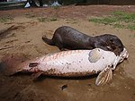 水獭