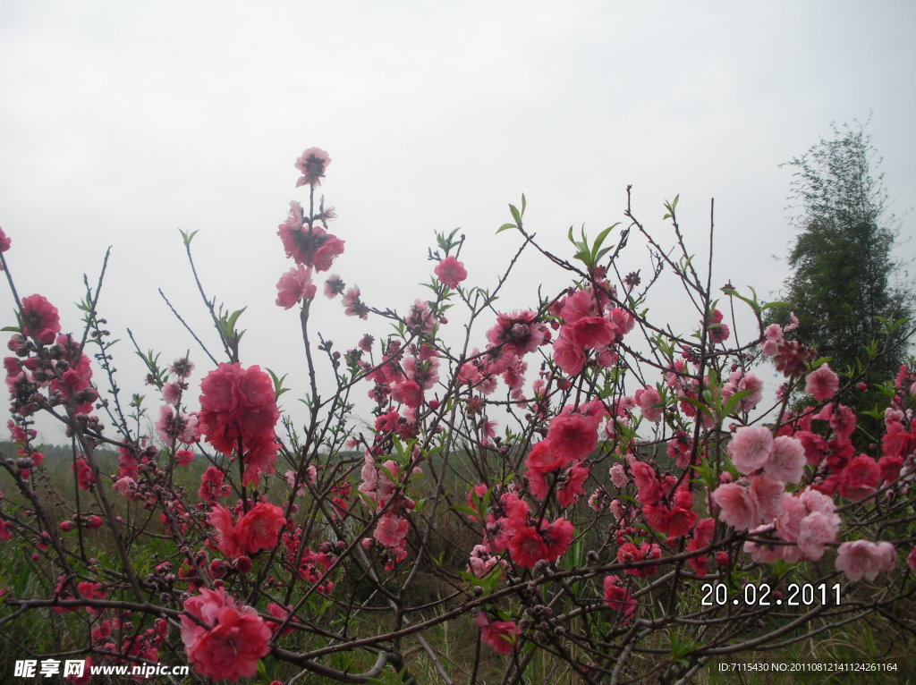 百花怒放