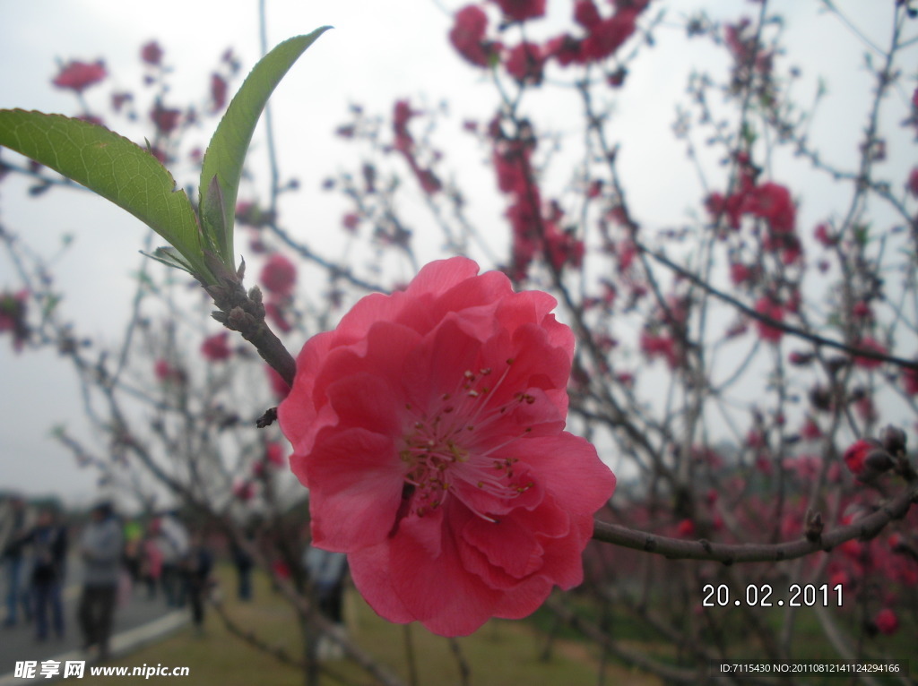 松山湖的桃花林